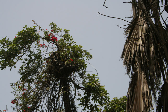 200604_Senegal_082