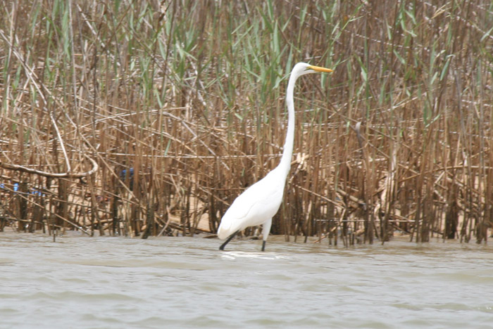 200604_Senegal_121