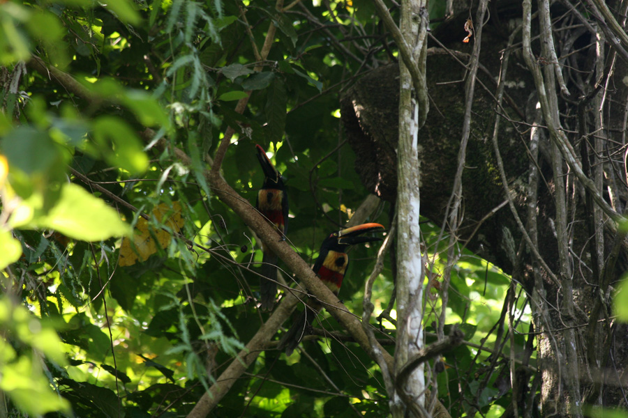 201003_Costa_Rica__55