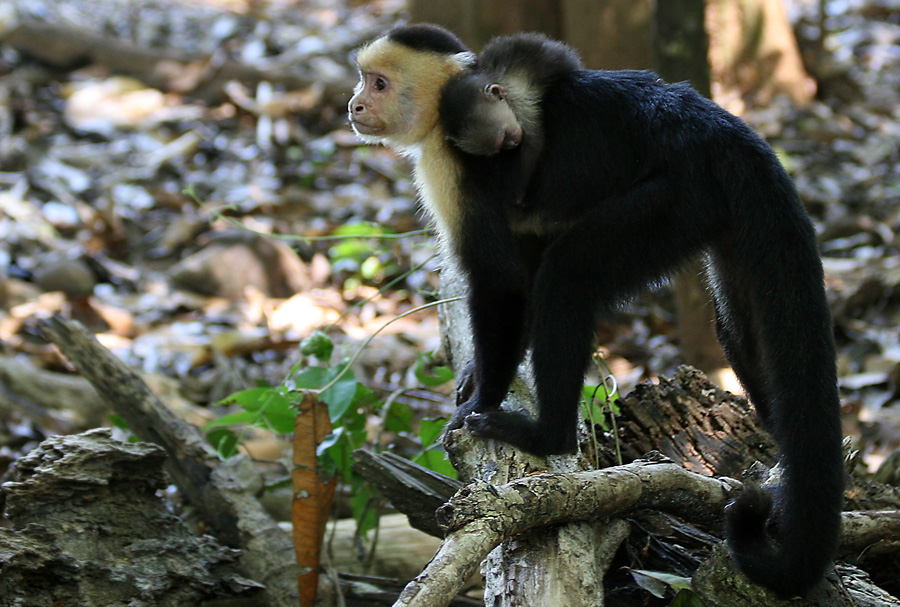 201003_Costa_Rica__59